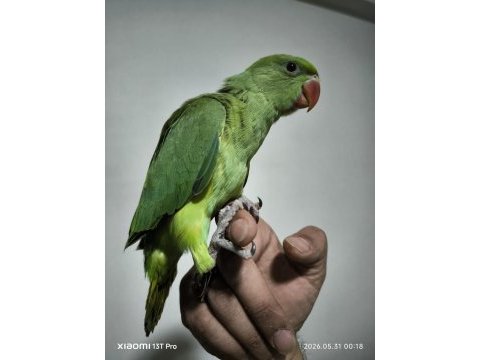Bebek pakistan papağanı yavrusu
