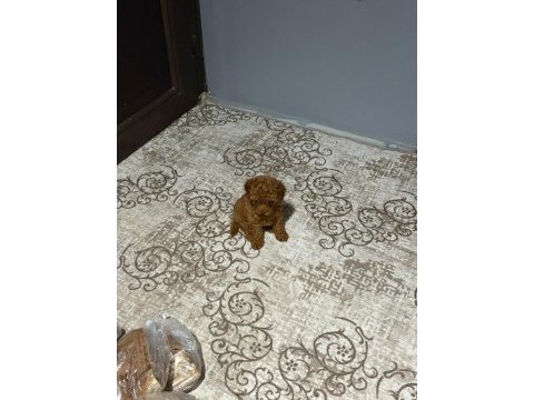 Kore toy poodle teacup kg garantili