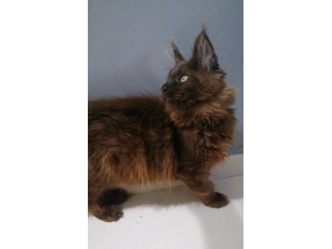 Safkan minik dev maine coon