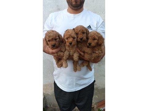 Toy poodle yavrular ırk sağlık garantili