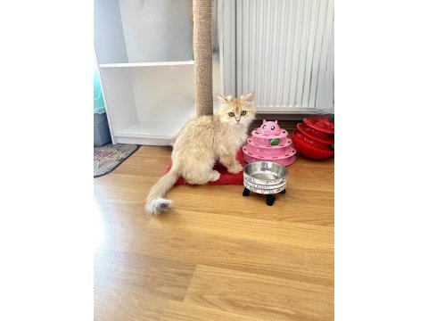 British dişi safkan istanbul beylikdüzü sahiplendirme