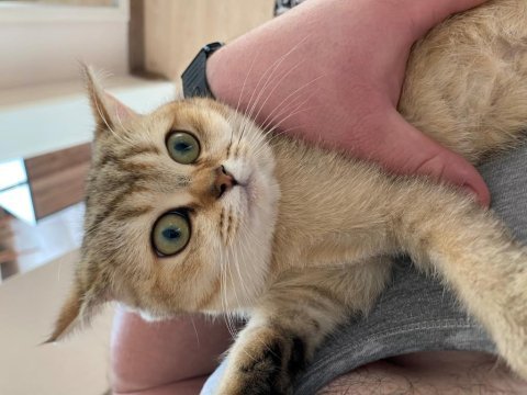 Ücretsiz british shorthair golden dişi