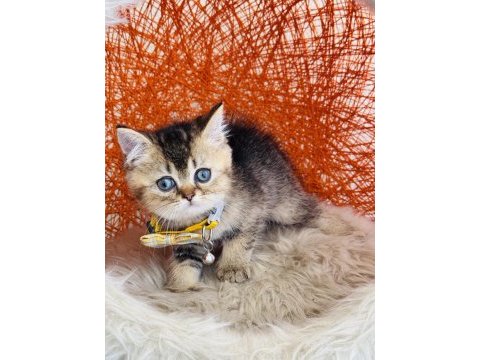 British shorthair black golden yavru