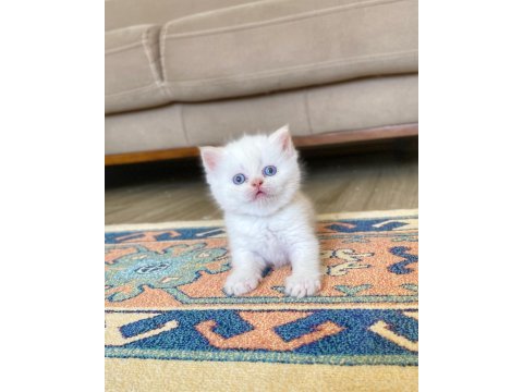 A kalite british shorthair red point