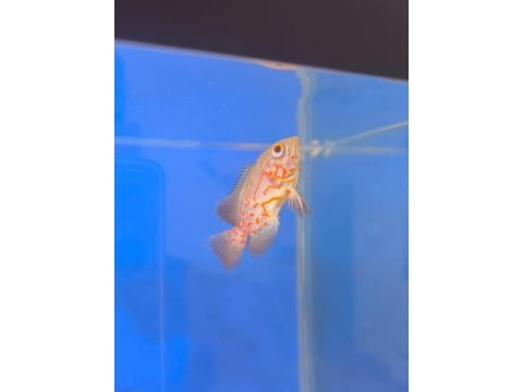 Astronot balığı yavru albino kaplan 6 8 cm