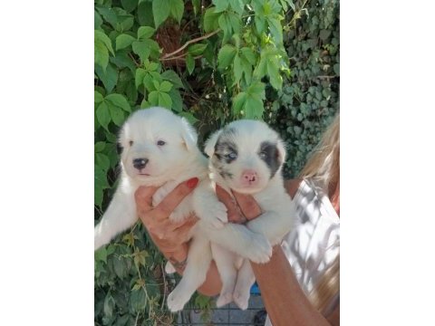 Irk ve sağlık garantili border collie bebeklerimiz