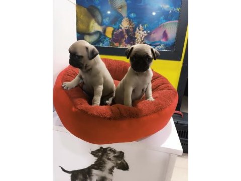 A kalite pug mops yavrularımız