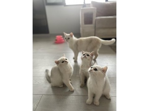 3 aylık british shorthair dişi yavrularım