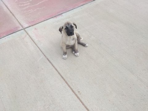Kangal yavrusu ölmek üzere
