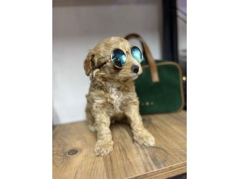 Kaliteli toy poodle yavrular renkler mevcut