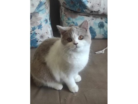 Full scr li british longhair ve bicolor