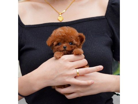 Gerçek micro teddy bear poodle yavrularımız