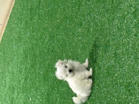 Oyuncu kore maltese erkek bebek