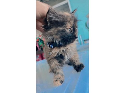 Tekir ve british longhair yavrusu