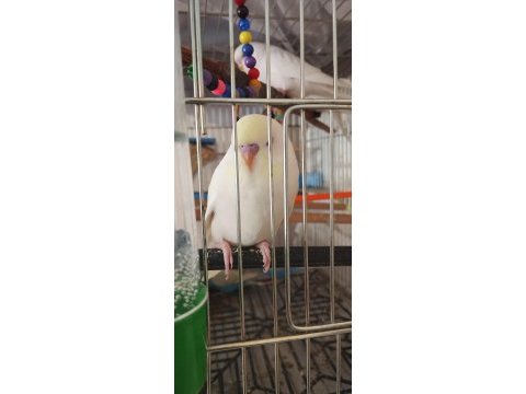 Konuşan muhabbet kuşları