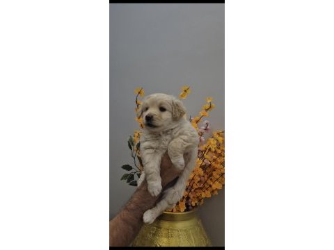 Maltipoo yavrum 55 günlük