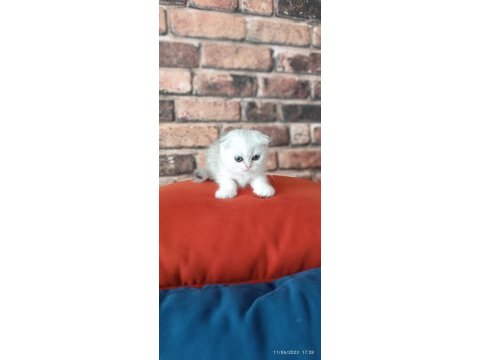 Scottish fold dişi yavru