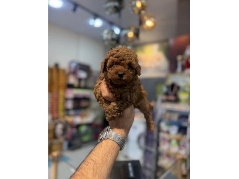 Orjinal toy poodle yavrular