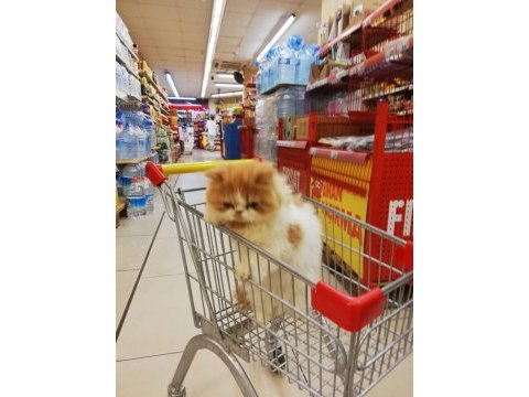 1 yaşında tatlış exotic kedimiz