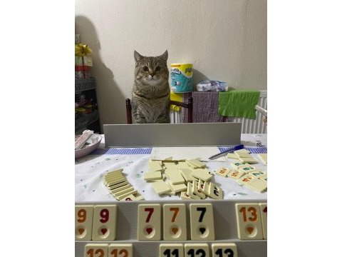 1 yaşında erkek golden tabby kedimiz