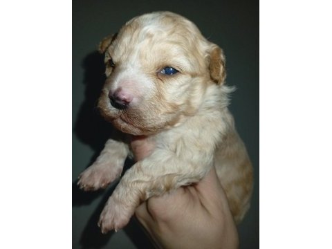 Dişi ve erkek 20 günlük rezerve açık bebiş maltipoo köpekler