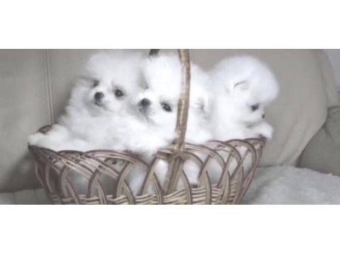 Yavru pomeranian boo