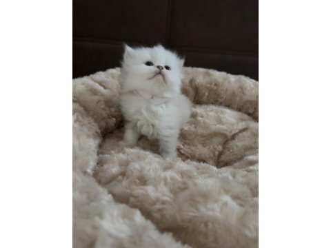 British longhair bebekler