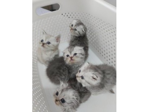 Harika scottish fold yavrular