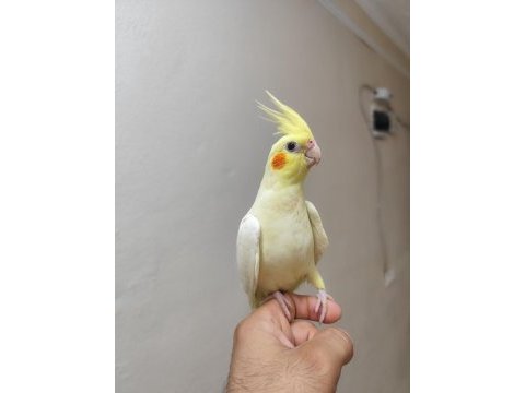Lutino kırmızı göz yavru sultan papağanı