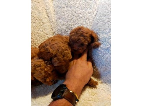 Ankaranın en seçkin redbrown toy poodle yavrularımız