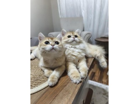 İki erkek kardeş kedimiz yeni yuvalarını arıyor