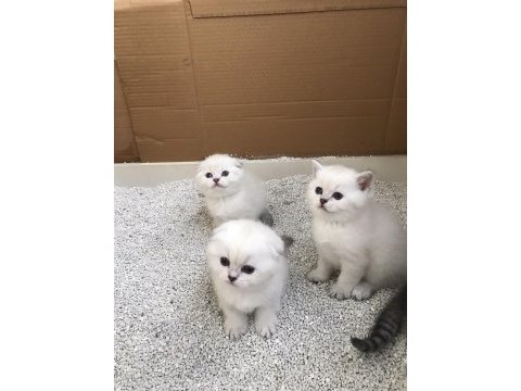 Scottish fold & british blue point