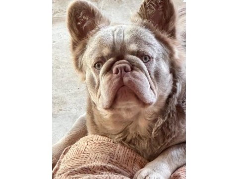Dünyalar güzeli kaliteli french bulldog yavrularımız