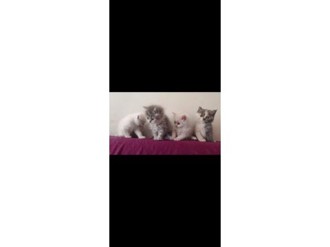 British shorthair ücretli 81 şehire gönderim