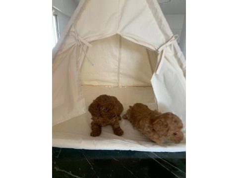 Dişi orjinal toy poodle aşılı wc eğitimli bebekler
