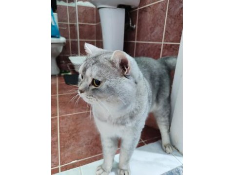 Ücretsiz sahibinden british shorthair