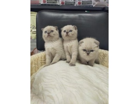 Mükemmel yüz yapısına sahip scottish fold bebeklerimiz