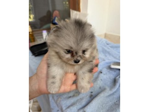 Blue merle pomeranian mini boy