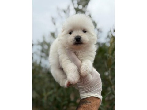 Pomeranian erkek bebek