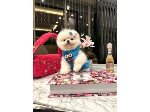 Safkan ayıcık surat pomeranian ponni