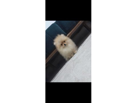 Oğluma benim kadar iyi bakabilecek birini arıyorum köpeğime