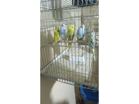 Yavru albino cremio muhabbet kuşu bebekler