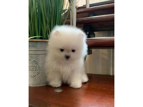 Kartopu pomeranian bebekler geldi