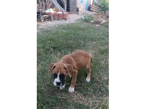Boxer yavrularımız