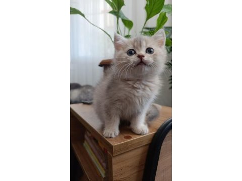 British longhair yavrularımız