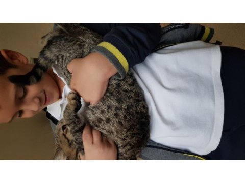 Kendi kedimin british shorthair yavrusu