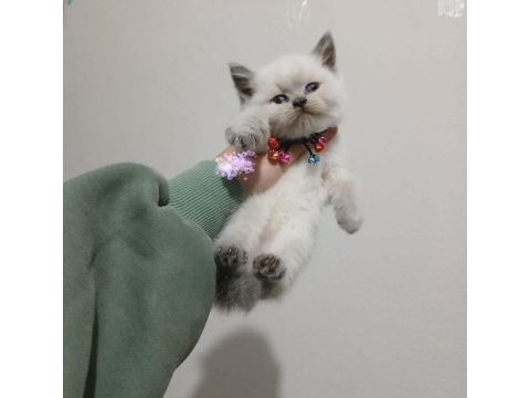2 aylık british shorthair bebekler