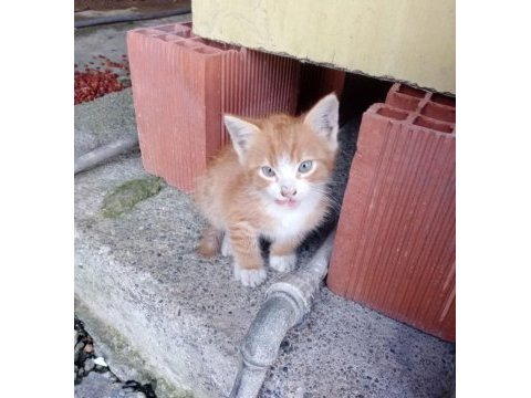 Zonguldak merkez sarman bebeklere yuva arıyoruz