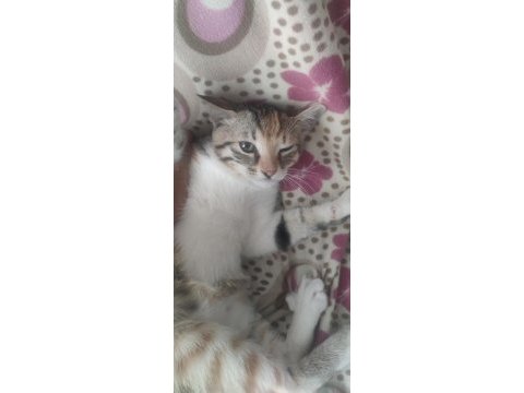 Acil sahiplendirme kedimiz