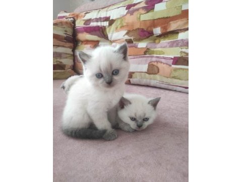 Blue point british shorthair yavrular